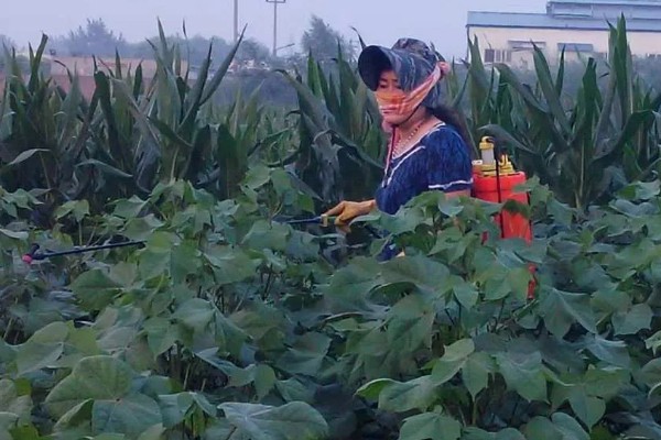 棉花的播种方法，株距保持在20-30厘米