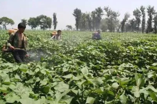 棉花的播种方法，株距保持在20-30厘米