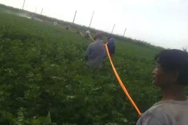棉花的播种方法，株距保持在20-30厘米