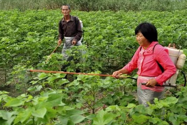 棉花的播种方法，株距保持在20-30厘米