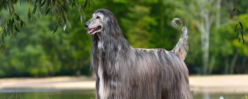阿富汗猎犬的价格，一般需要2000-4500元左右