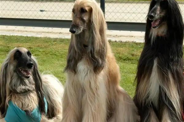 阿富汗猎犬的价格,一般需要2000-4500元左右