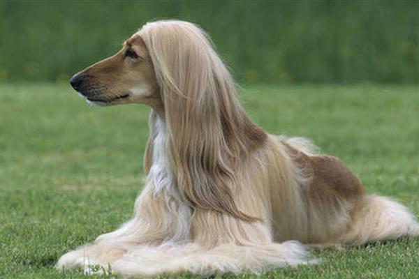 阿富汗猎犬的价格,一般需要2000-4500元左右