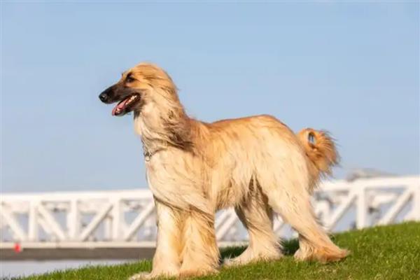阿富汗猎犬的价格,一般需要2000-4500元左右