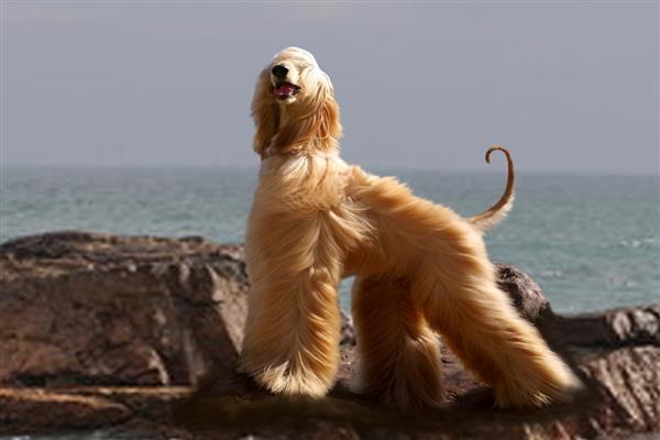 阿富汗猎犬的价格,一般需要2000-4500元左右