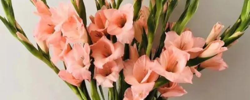 粉色剑兰有什么花语，代表节节高升、福寿安康等含义