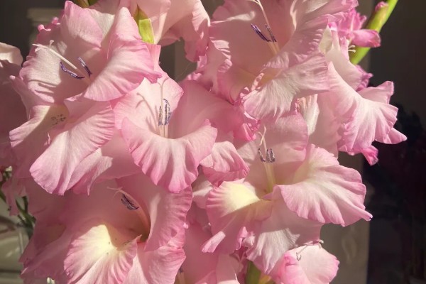 粉色剑兰有什么花语,代表节节高升、福寿安康等含义