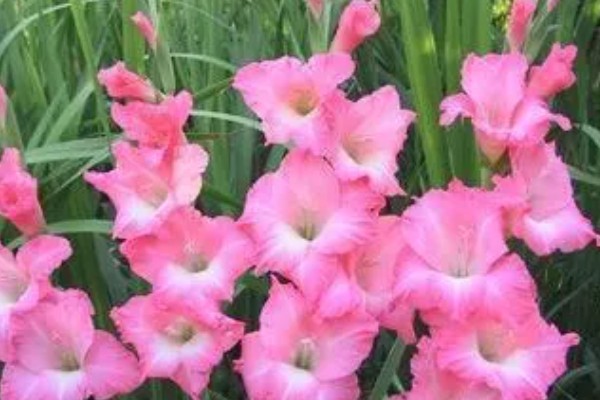 粉色剑兰有什么花语,代表节节高升、福寿安康等含义