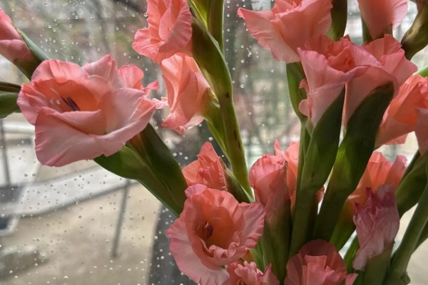 粉色剑兰有什么花语,代表节节高升、福寿安康等含义
