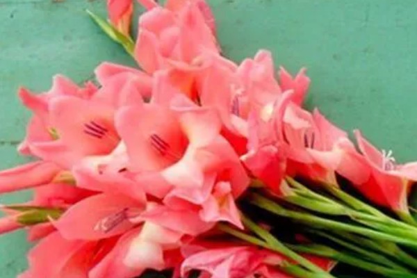 粉色剑兰有什么花语,代表节节高升、福寿安康等含义
