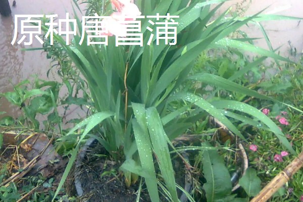 粉色剑兰有什么花语,代表节节高升、福寿安康等含义