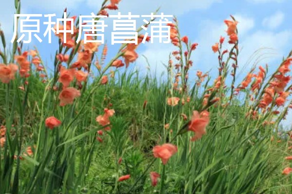 粉色剑兰有什么花语,代表节节高升、福寿安康等含义