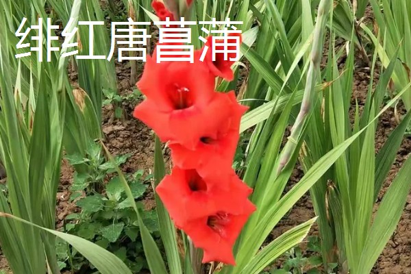 粉色剑兰有什么花语,代表节节高升、福寿安康等含义