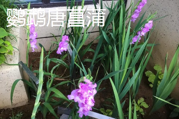 粉色剑兰有什么花语,代表节节高升、福寿安康等含义