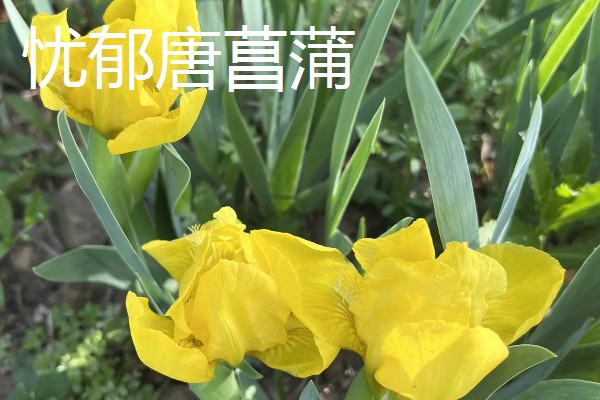 粉色剑兰有什么花语,代表节节高升、福寿安康等含义