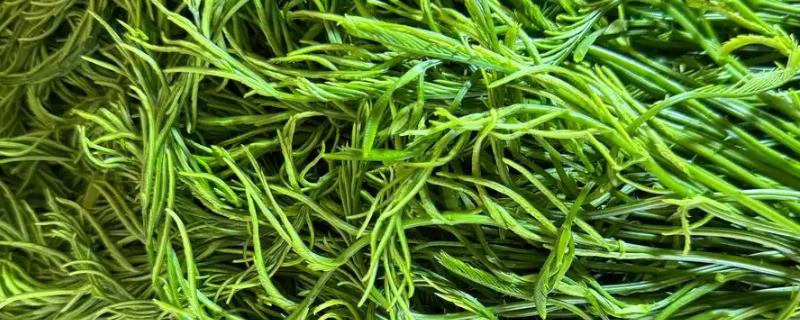 龙须菜的保存时间，用真空袋封存可以保存1个月左右