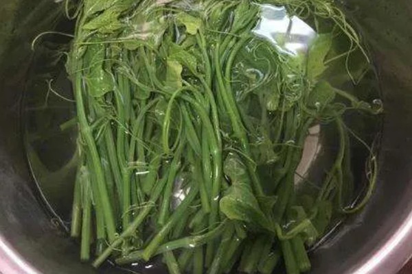 龙须菜的保存时间,用真空袋封存可以保存1个月左右