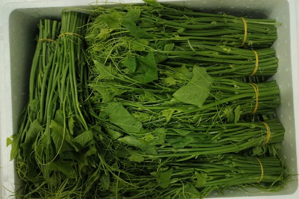 龙须菜的保存时间,用真空袋封存可以保存1个月左右