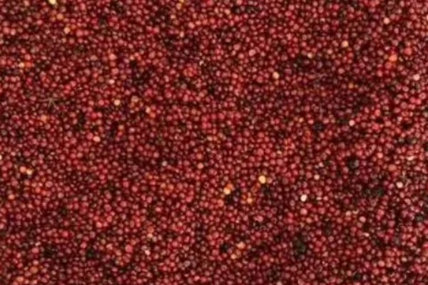 龙须菜的保存时间,用真空袋封存可以保存1个月左右
