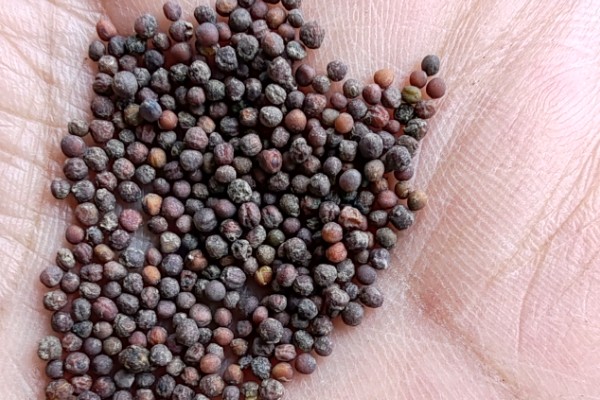 龙须菜的保存时间,用真空袋封存可以保存1个月左右