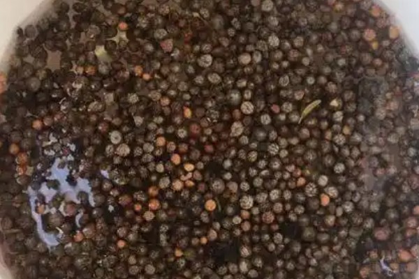 龙须菜的保存时间,用真空袋封存可以保存1个月左右