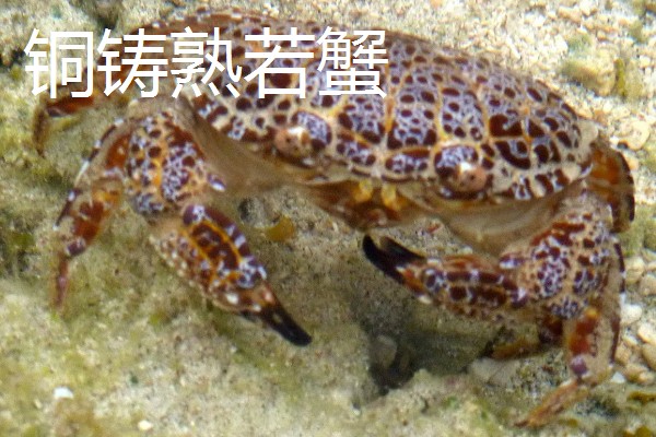 正直爱洁蟹能不能吃，会产生河豚毒素