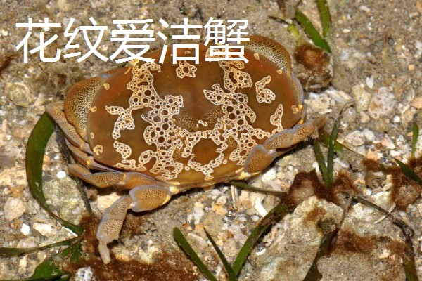 正直爱洁蟹能不能吃，会产生河豚毒素