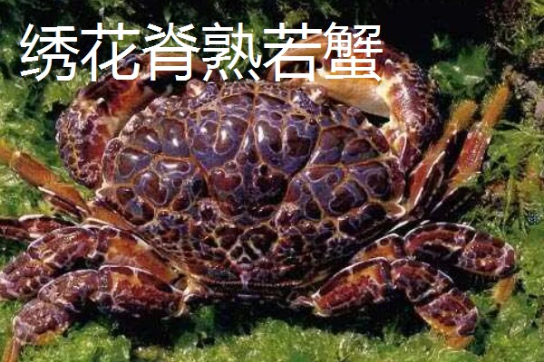 正直爱洁蟹能不能吃，会产生河豚毒素