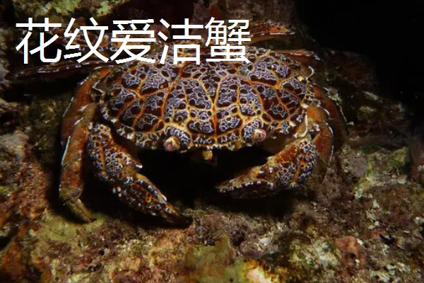 正直爱洁蟹能不能吃，会产生河豚毒素
