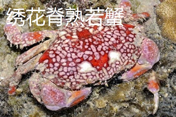 正直爱洁蟹能不能吃，会产生河豚毒素
