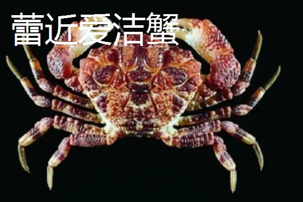 正直爱洁蟹能不能吃，会产生河豚毒素