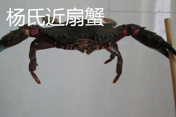 正直爱洁蟹能不能吃，会产生河豚毒素