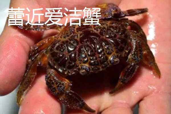 正直爱洁蟹能不能吃，会产生河豚毒素