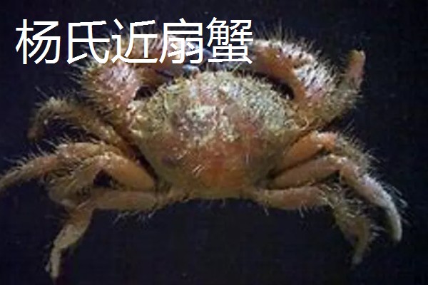 正直爱洁蟹能不能吃，会产生河豚毒素
