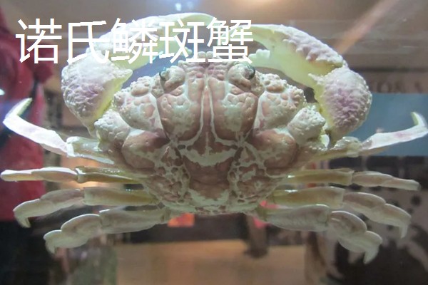 正直爱洁蟹能不能吃，会产生河豚毒素
