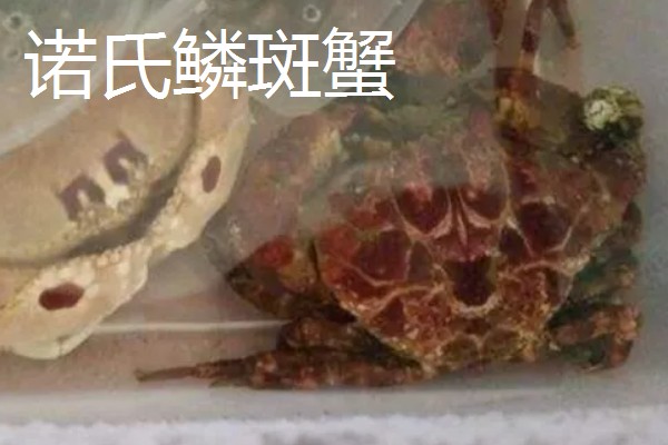 正直爱洁蟹能不能吃，会产生河豚毒素