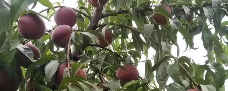 黑桃皇后的简介，是一种特种桃