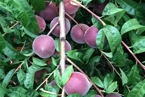 黑桃皇后的简介,是一种特种桃