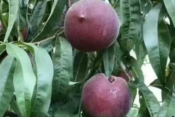 黑桃皇后的简介,是一种特种桃