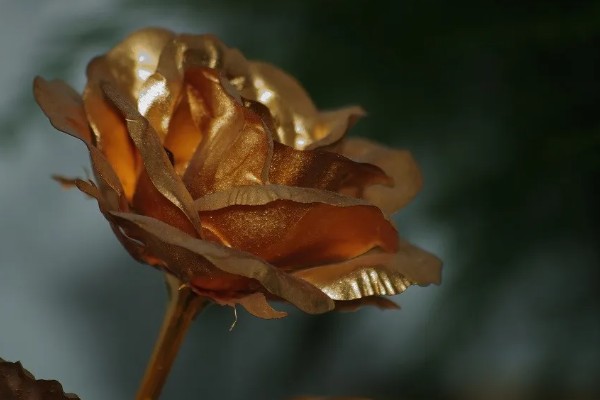 一朵金色玫瑰花的含义，代表失恋适合在分手时赠送