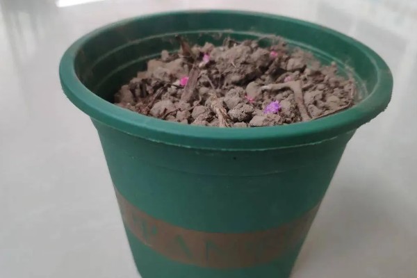 一朵金色玫瑰花的含义，代表失恋适合在分手时赠送