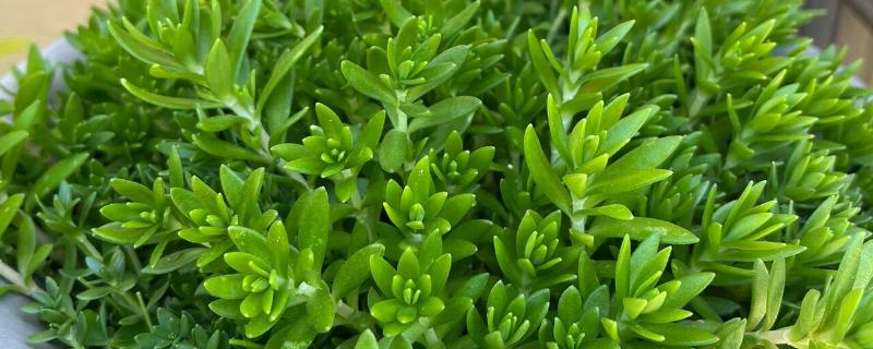 垂盆草的种植方式，春秋季节每隔2-3天浇一次水