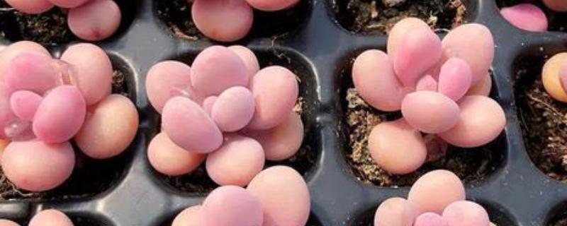 把桃之卵养胖的方法，生长季节每月追肥一次