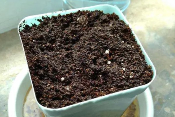 垂盆草的种植方式，春秋季节每隔2-3天浇一次水