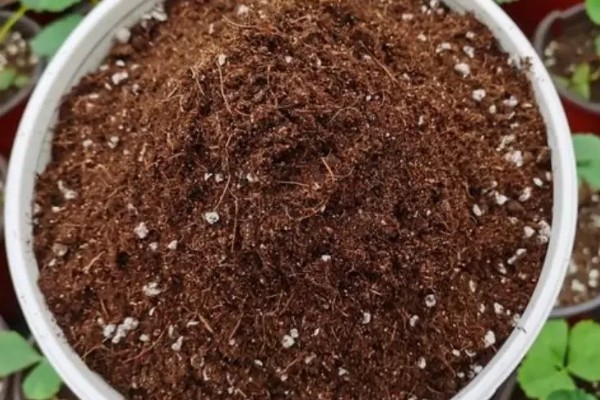垂盆草的种植方式，春秋季节每隔2-3天浇一次水