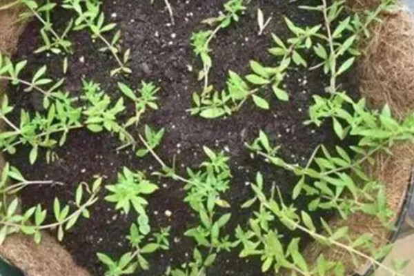 垂盆草的种植方式，春秋季节每隔2-3天浇一次水
