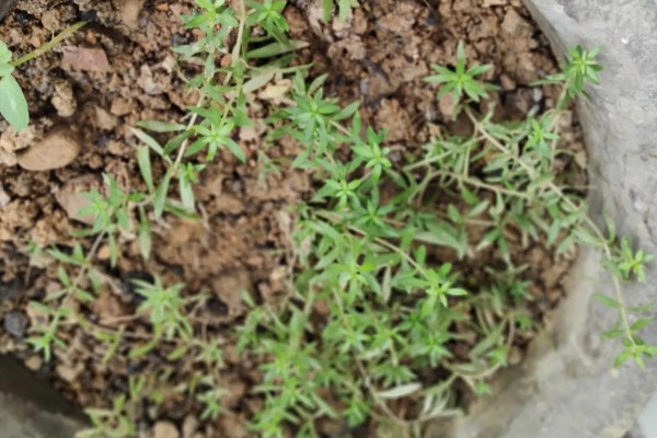 垂盆草的种植方式，春秋季节每隔2-3天浇一次水