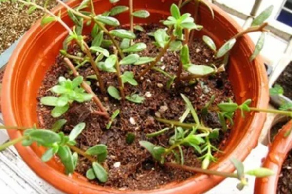 垂盆草的种植方式，春秋季节每隔2-3天浇一次水