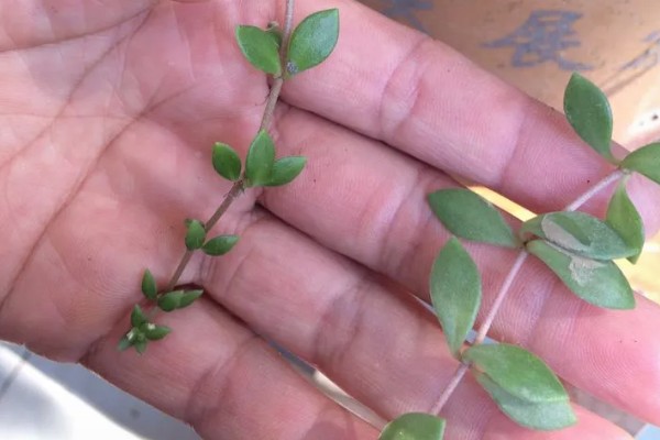 垂盆草的种植方式，春秋季节每隔2-3天浇一次水