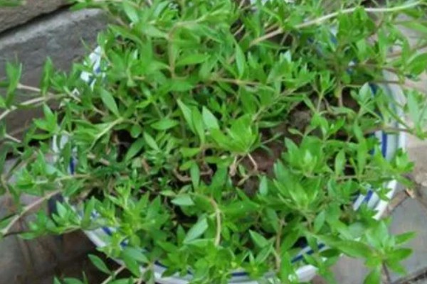 垂盆草的种植方式，春秋季节每隔2-3天浇一次水
